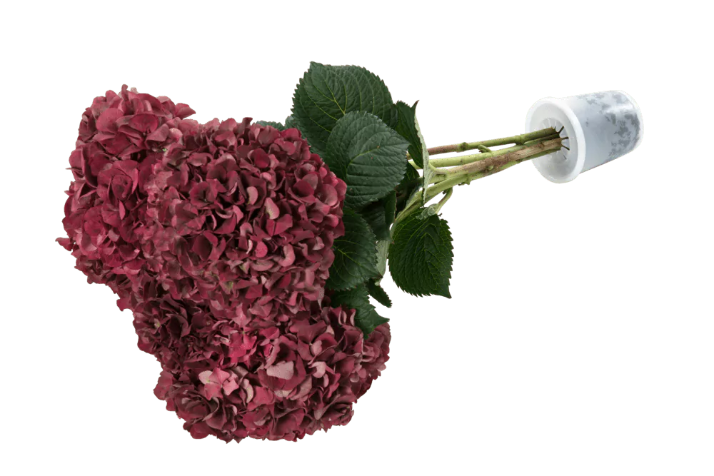 Hydrangeas in a round Porto 10 water-retaining flower packaging