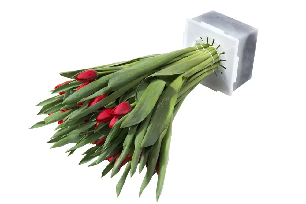 Tulips in a Porto 50 water-retaining flower packaging