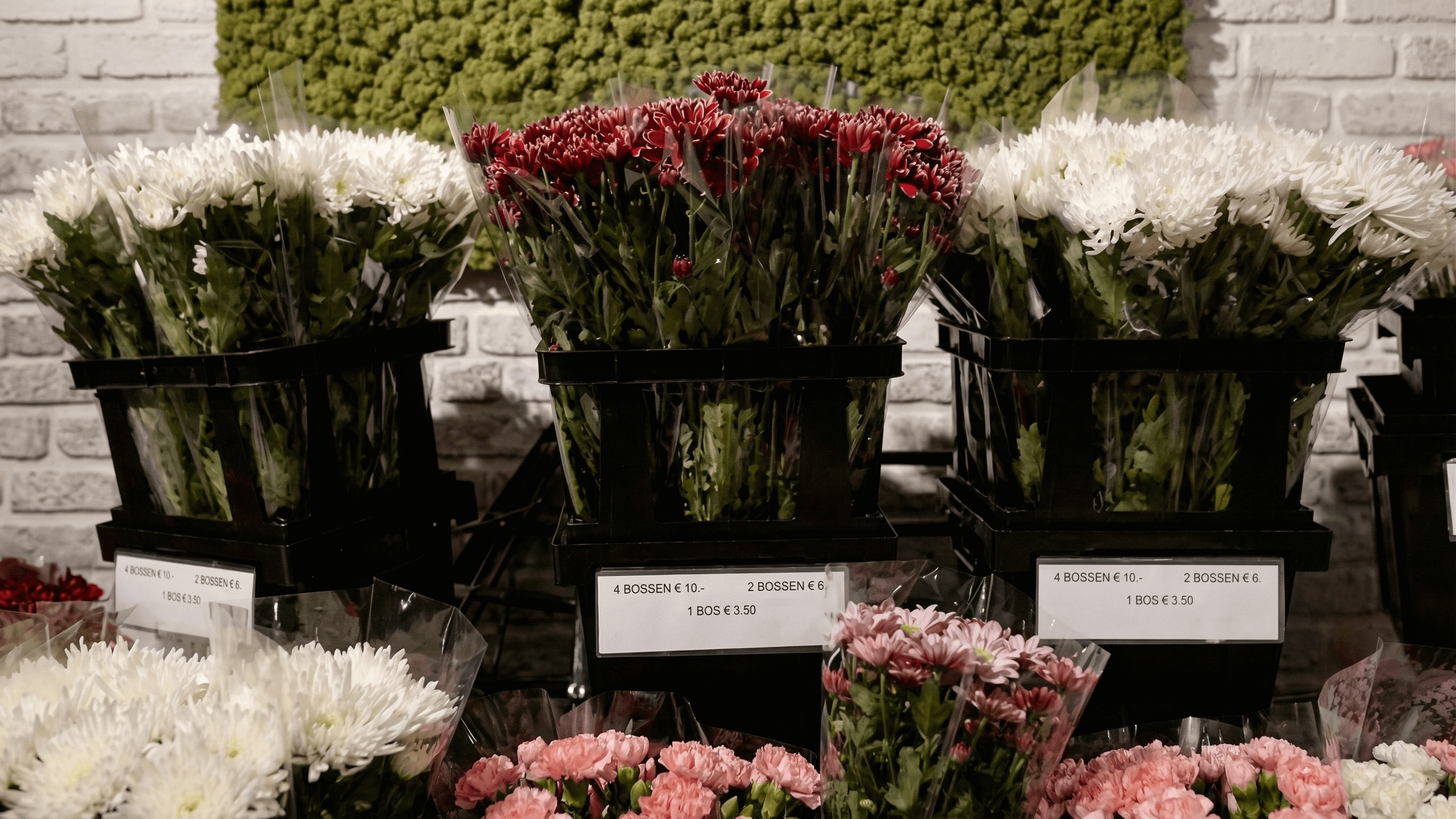 Procona buckets with chrysanthemums displayed in a retail flower shop