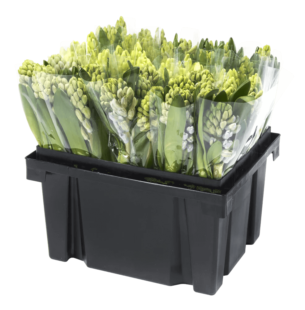 Procona Florida buckets stacked and nested — compact storage when empty