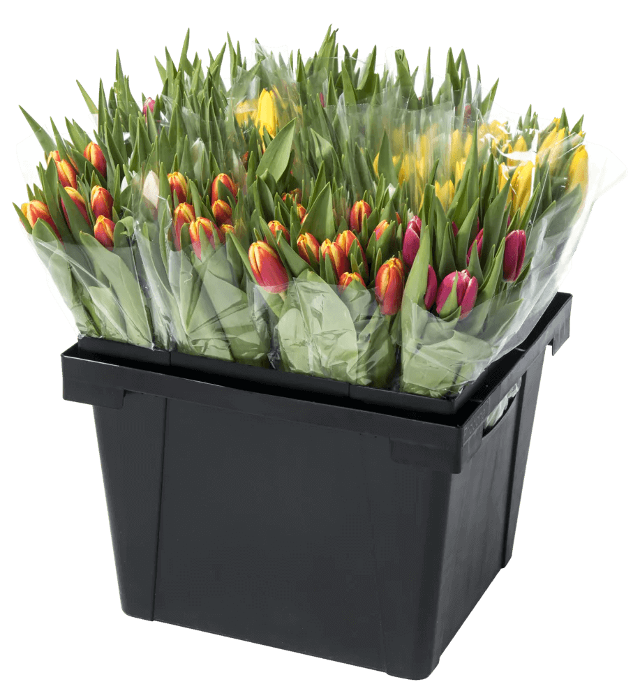 Procona London retail-ready flower bucket with cardboard collar and grid lid