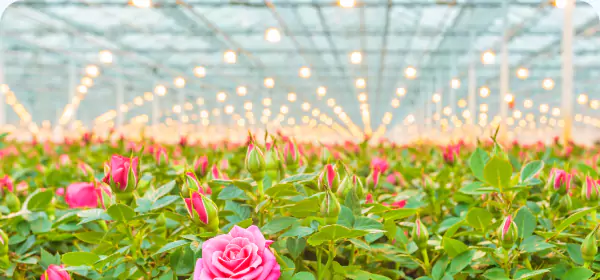 Roses growing in a sustainable greenhouse